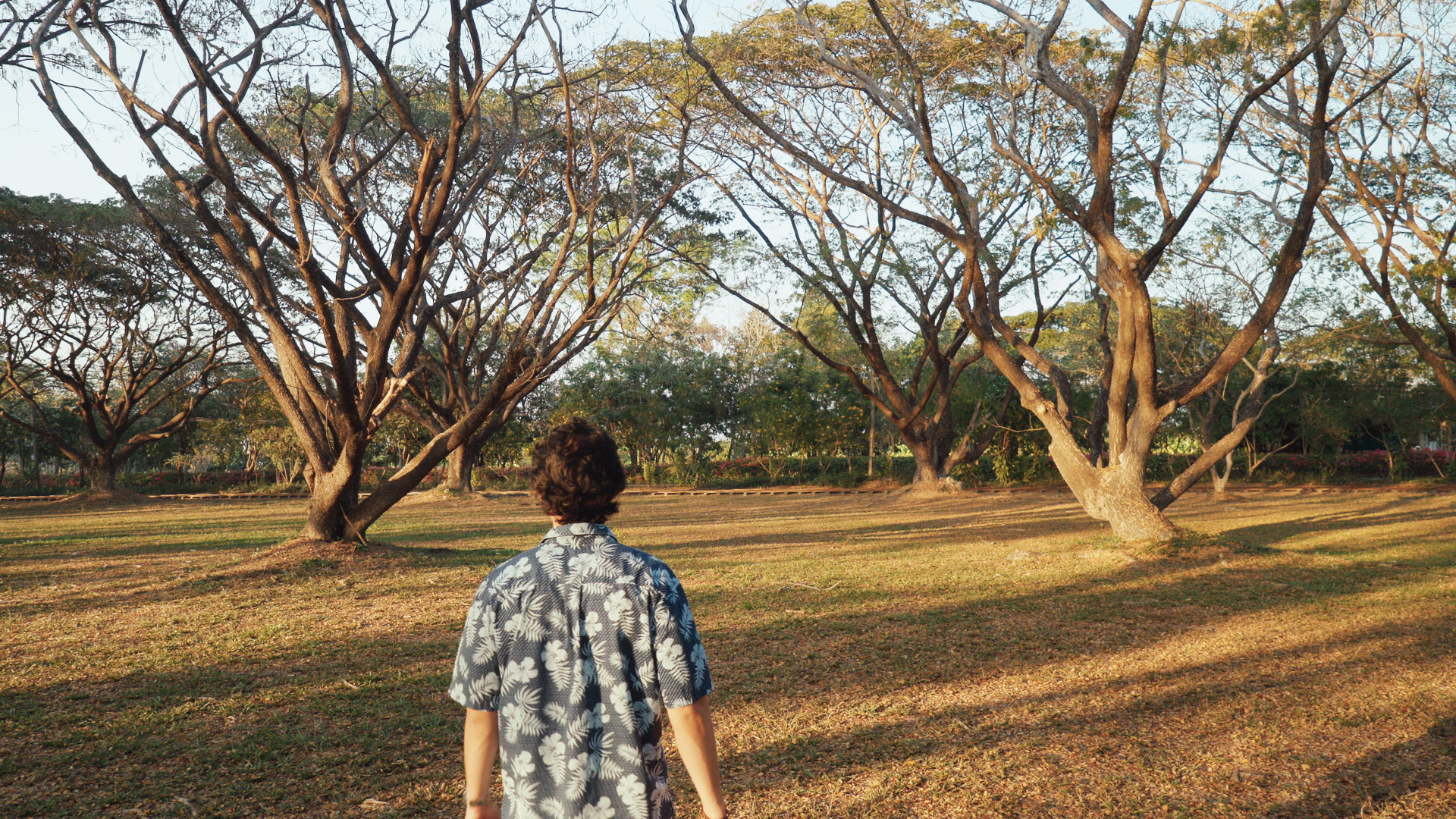 Walking under the rain trees at golden hour