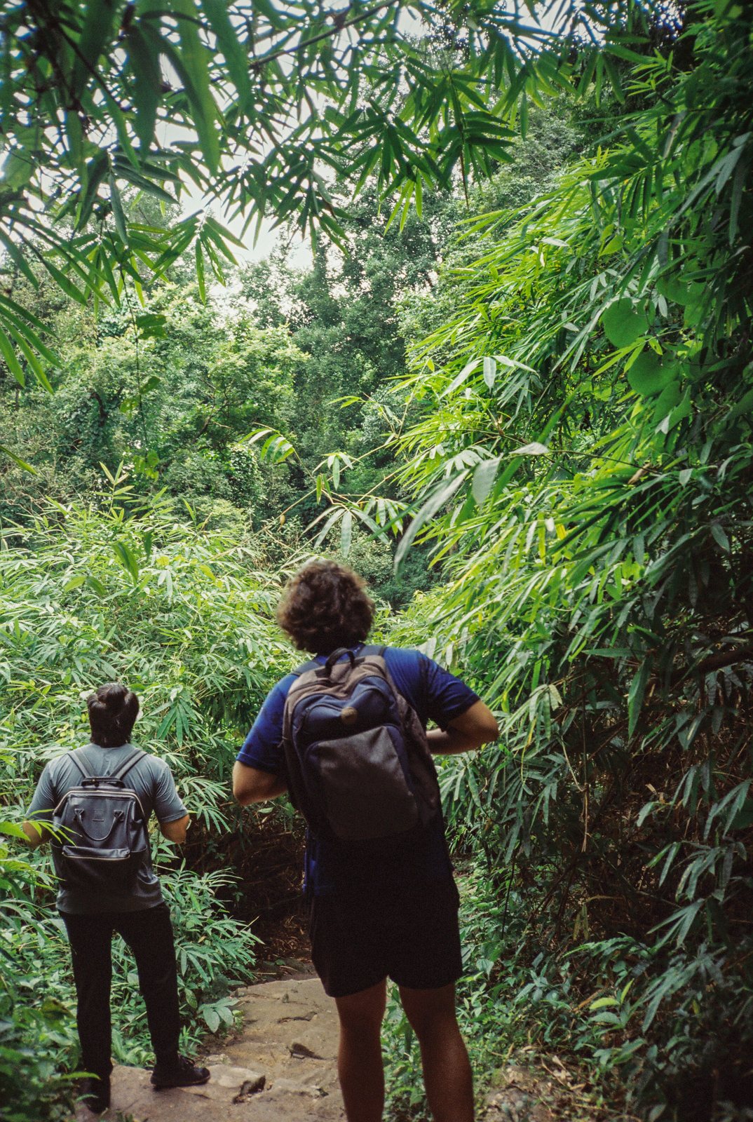 Two hikers on a jungle trail