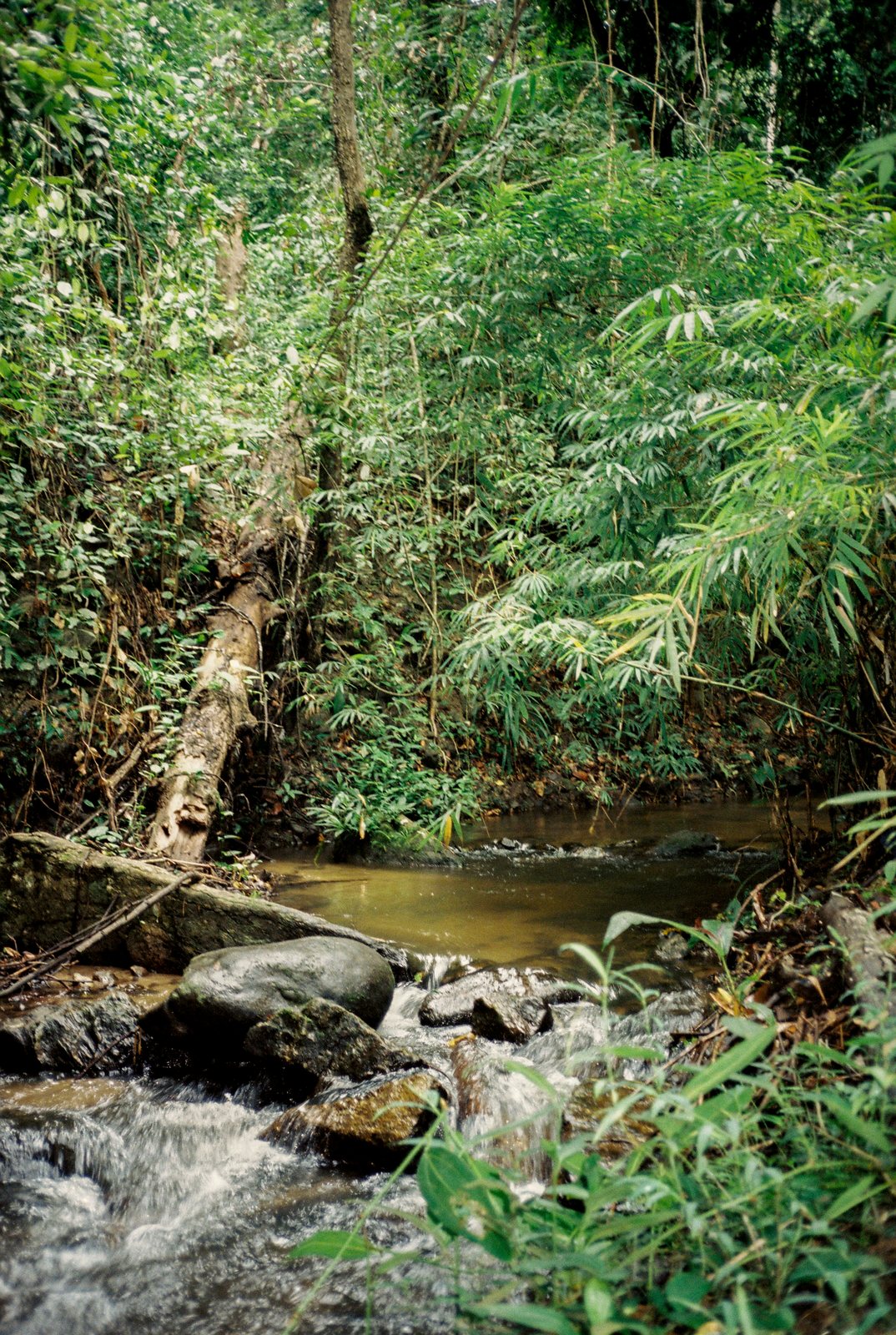 A stream over rocks through the jungle